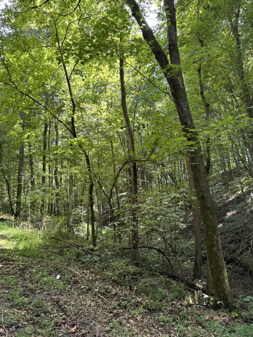 0 Albert Fentress Rd, Greenbrier, TN, 37073 | Card Image