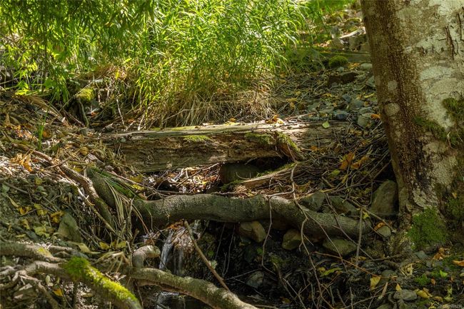 Creek beside the property | Image 44