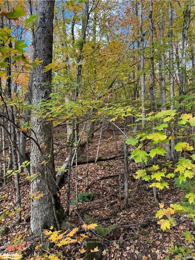 353C Balsam Creek Rd, Home with 0 bedrooms, 0 bathrooms and null parking in Loring ON | Image 6