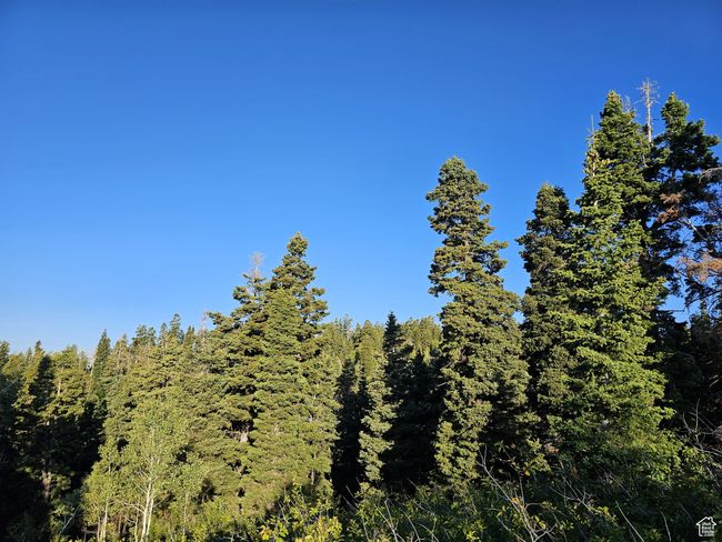 View of nature featuring a wooded view | Image 17