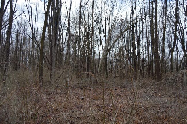 Yard view | Image 54