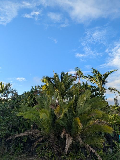 12-7136 Kalaunu St, PAHOA, HI, 96778-8033 | Card Image