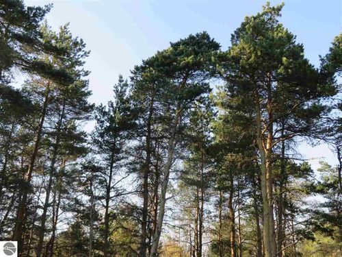 10 Spruce Hollow Trce, Fife Lake, MI, 49633 | Card Image