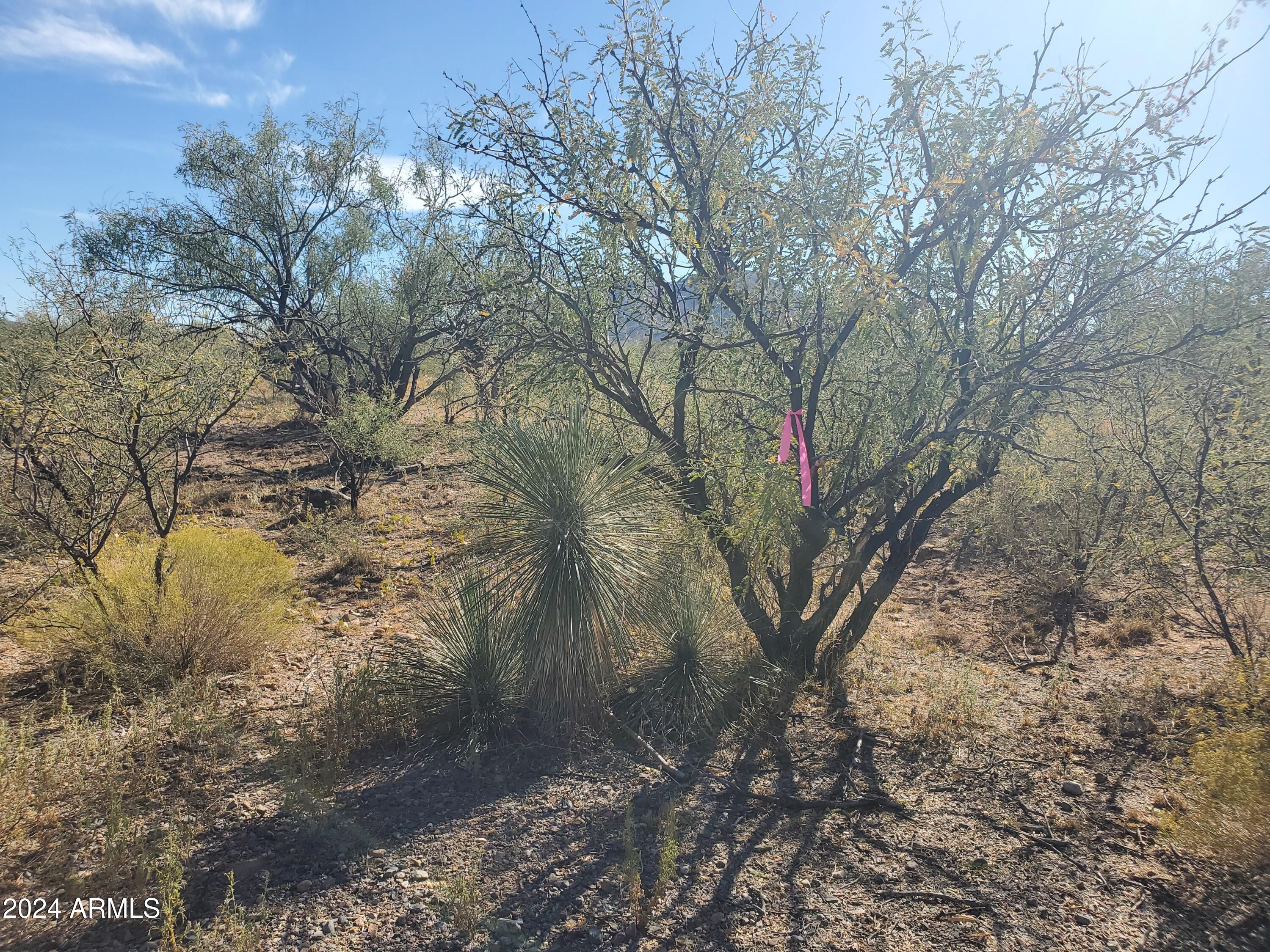 Land in Rio Rico 5