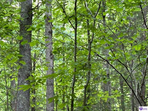 000 Elkhorn Road, Knifley, KY, 42735 | Card Image