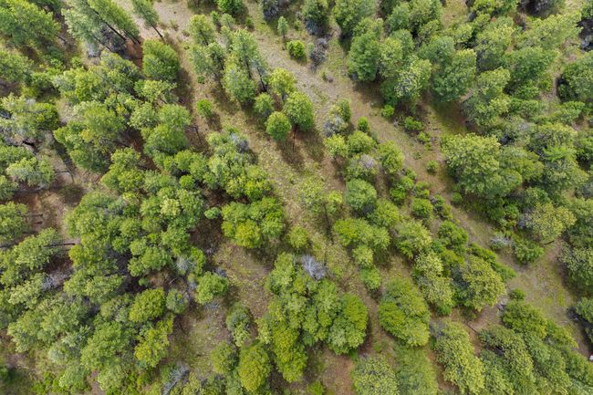 Aerial view showcasing the property's treetops | Image 52