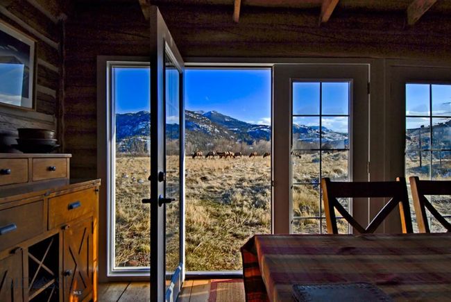 Elk herd in meadow outside door of Yellowstone Cabin | Image 13