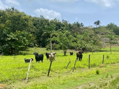 PR 155 Ramal 646, Vega Baja, PR, 00693 | Card Image