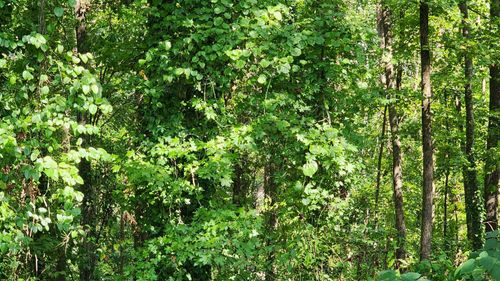 320 Foggy Cut Ln, Landrum, SC, 29356-3145 | Card Image