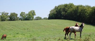 201 & 237 Hume Bedford Road, Home with 0 bedrooms, 0 bathrooms and null parking in Paris KY | Image 3