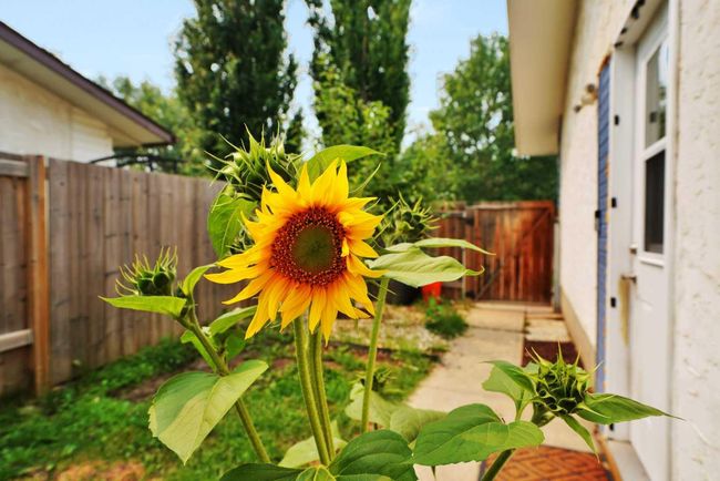 77 Overdown Dr, Home with 3 bedrooms, 1 bathrooms and 2 parking in Red Deer AB | Image 25