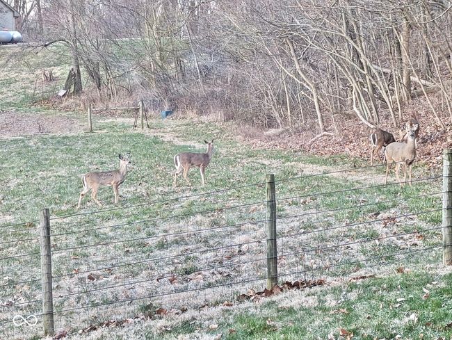 view of yard | Image 69