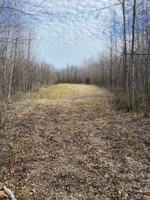 TBD County Road 79, Littlefork, MN, 56649 | Card Image