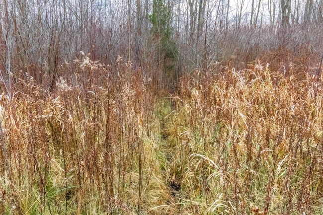 Deer Trails | Image 27