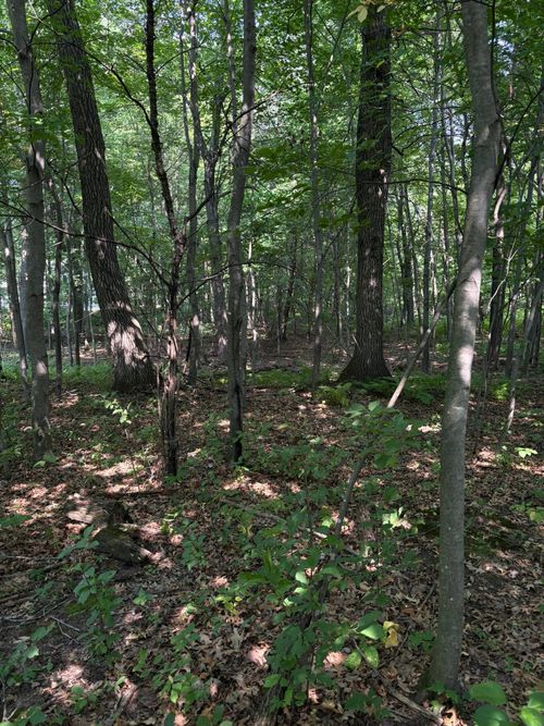 TBD 366th Street, North Branch, MN, 55056 | Card Image