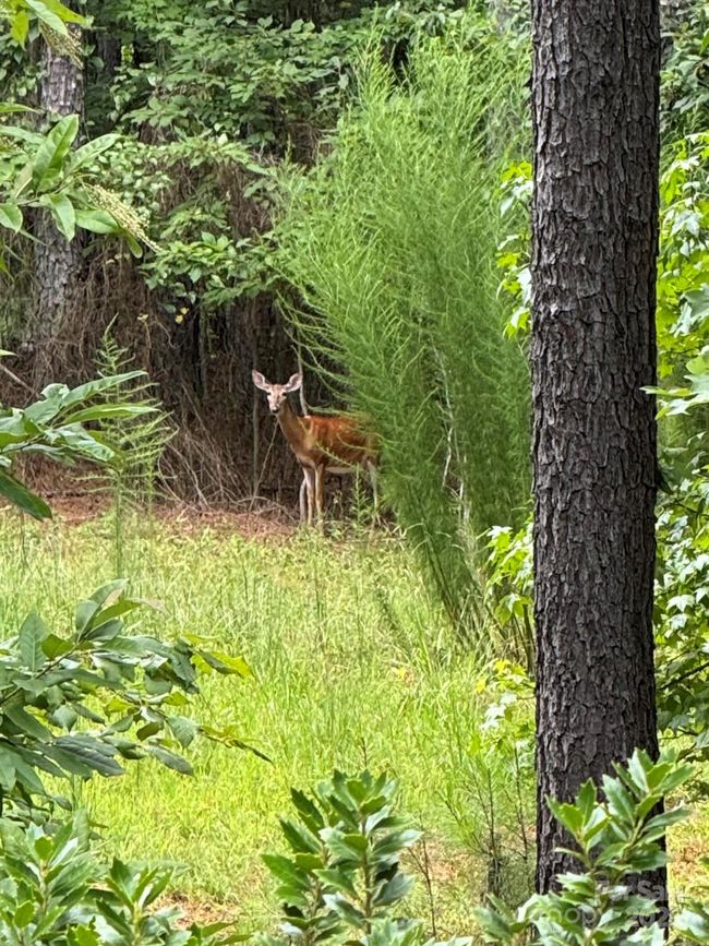 Backyard wildlife | Image 43