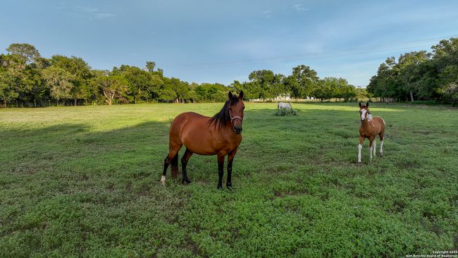 543 Narrows Rd, Home with 0 bedrooms, 0 bathrooms and null parking in Blanco TX | Image 30
