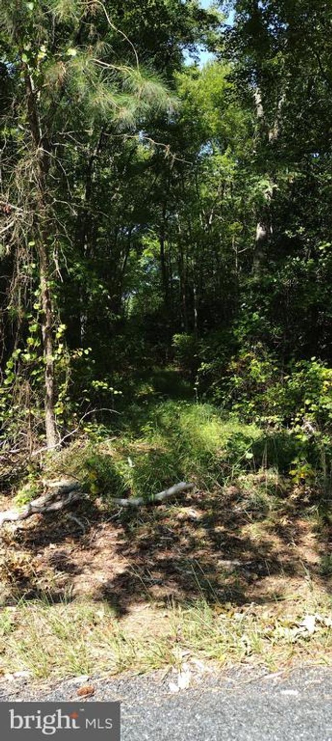 0 Jesterville Rd, Home with 0 bedrooms, 0 bathrooms and null parking in BIVALVE MD | Image 11