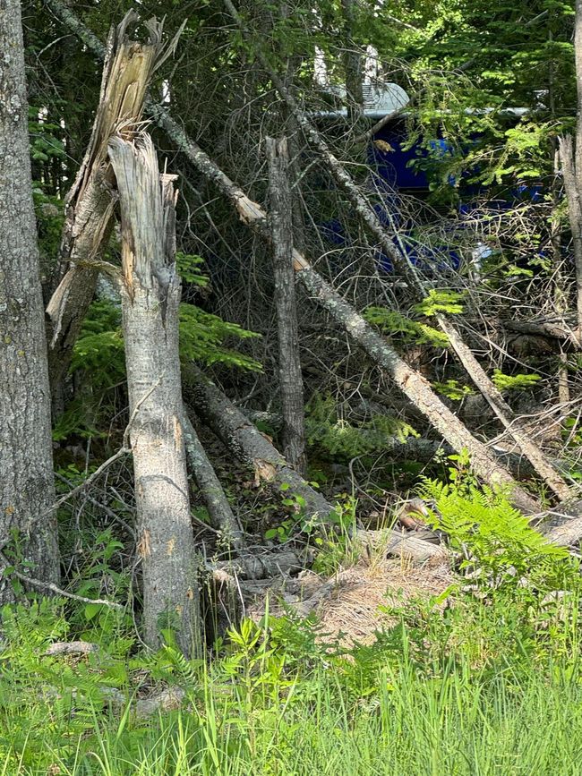 Balsam Fir treesIMG_7258.jpeg | Image 8