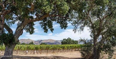 Mesa-C-Vineyard | Image 1