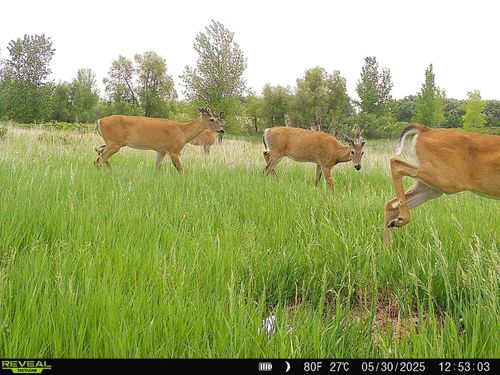 XXX 782nd Ave, Glenville, MN, 56036 | Card Image