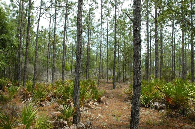 12500 Ne 87 Th Pl, Home with 0 bedrooms, 0 bathrooms and null parking in BRONSON FL | Image 11