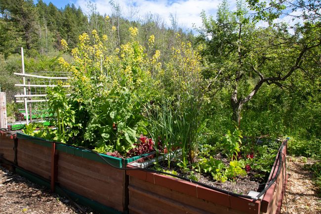 View of yard with a garden and a forest view | Image 50