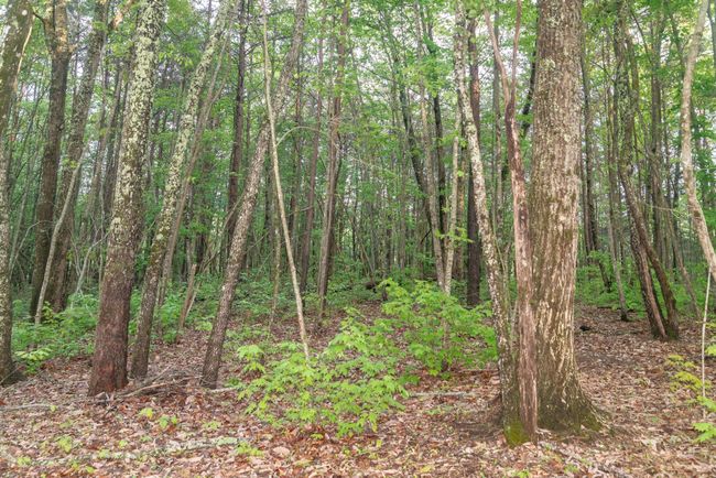 0 Middle Ridge Rd, Home with 0 bedrooms, 0 bathrooms and null parking in Beersheba Springs TN | Image 24