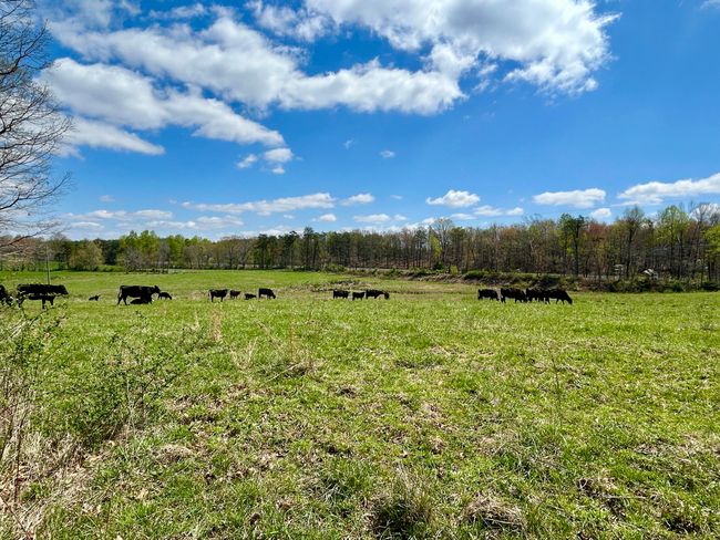 428 Dick Wilson Rd, Home with 0 bedrooms, 0 bathrooms and null parking in Strunk KY | Image 15
