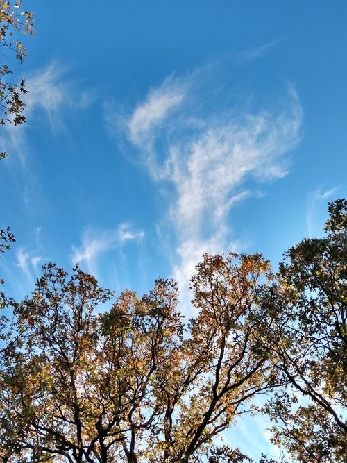 TBD James Fannin Rd, Honey Grove, TX, 75446 | Card Image