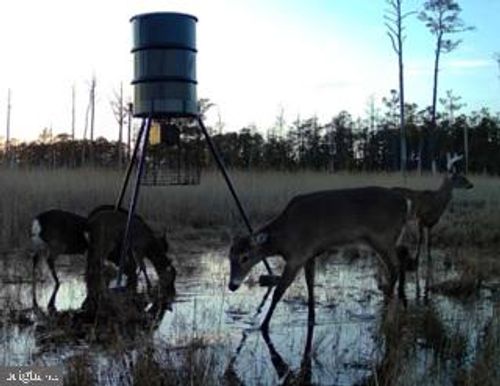 007 Mount Vernon Rd, PRINCESS ANNE, MD, 21853 | Card Image