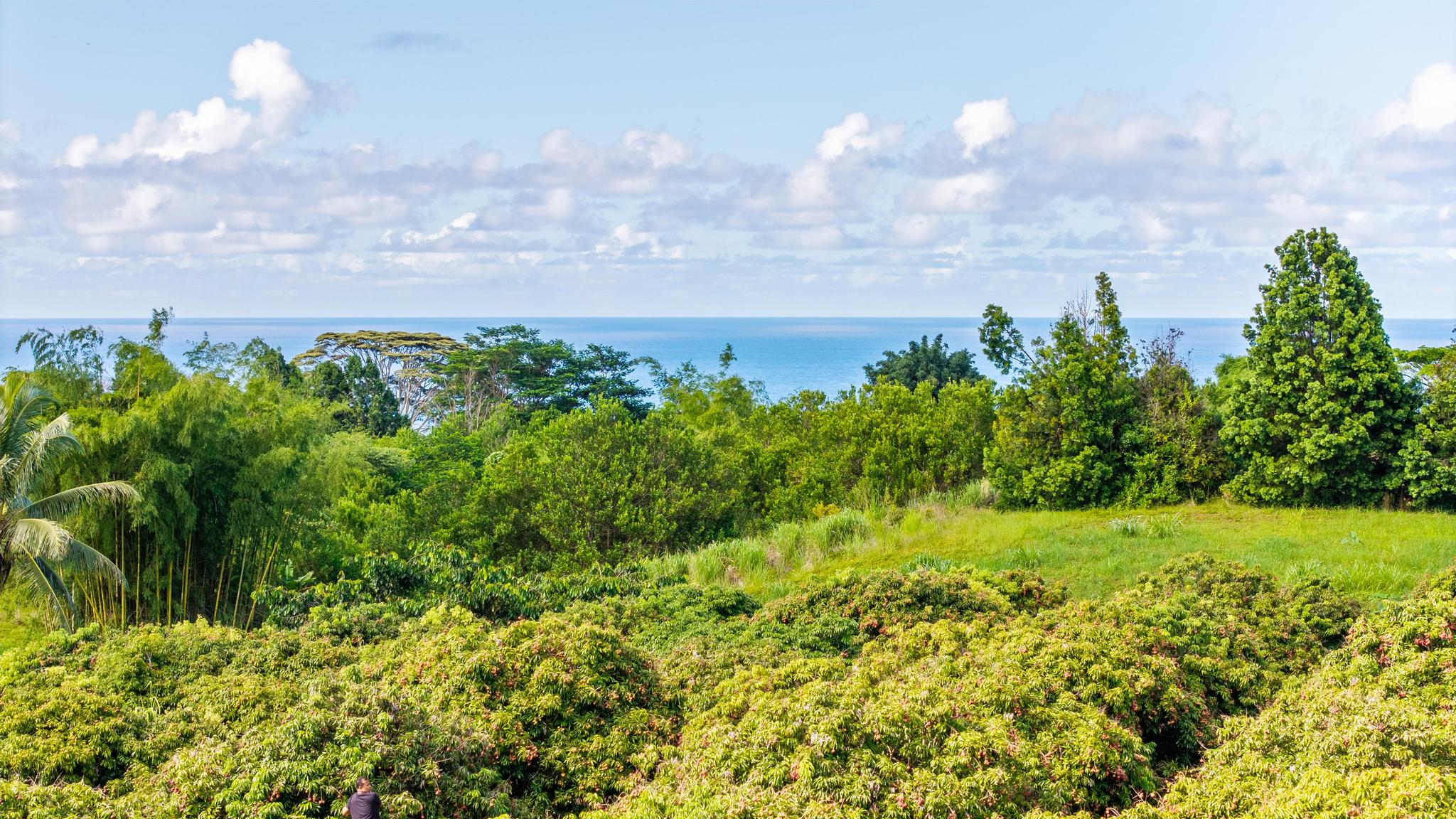 Land in Pepeekeo 3