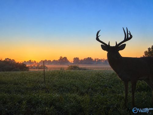 25 Acres Oakview Rd, Hazel Green, AL, 35750 | Card Image