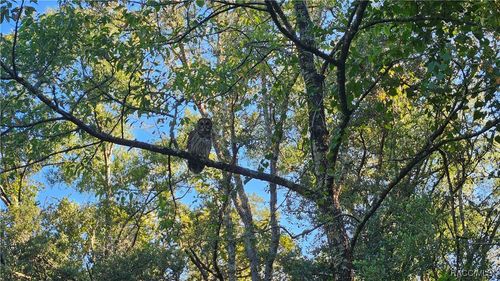 1105 Constitution Way, INVERNESS, FL, 34453 | Card Image