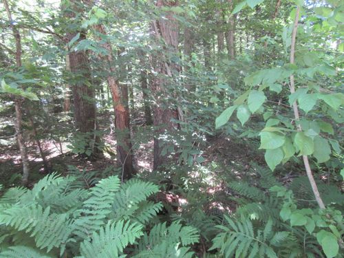 40 Ellen Brook Rd, Hillsborough, NH, 03244-4416 | Card Image