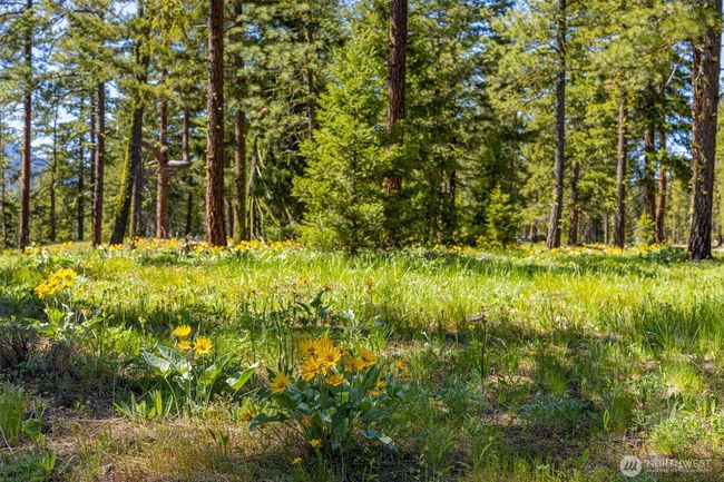 Private 3 acer woodland meadow | Image 4