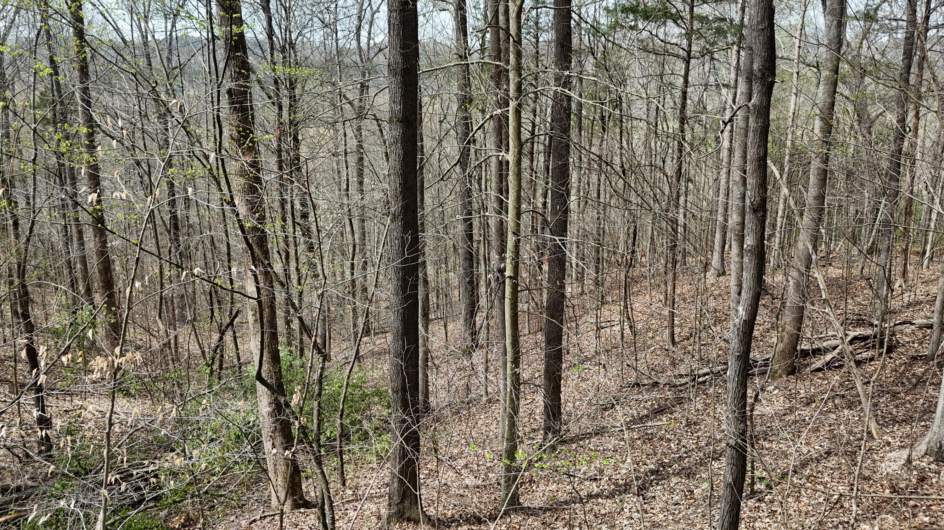 Land in Decatur 3