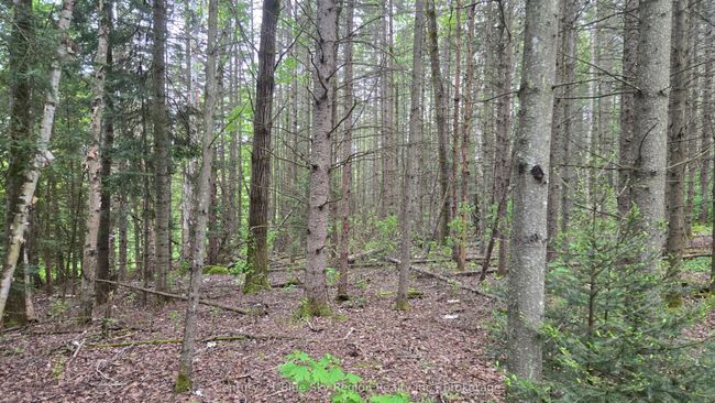 648 O'connor Line, Home with 0 bedrooms, 0 bathrooms and null parking in Powassan ON | Image 10