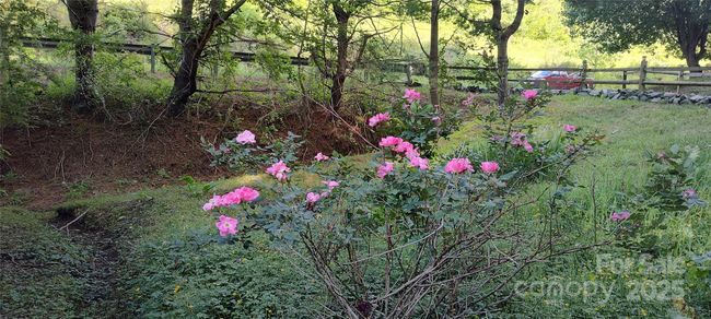 nature's beauty | Image 26