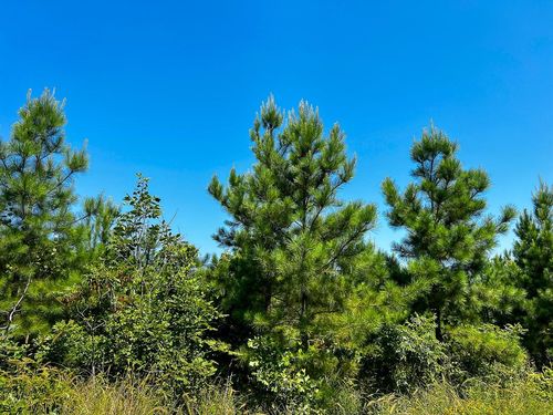 0 Carters Ferry Rd E, Milam, TX, 75959 | Card Image