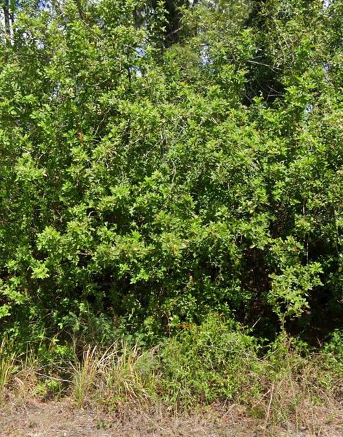 103 Dakota St Nw, Lake Placid, FL, 33852 | Card Image