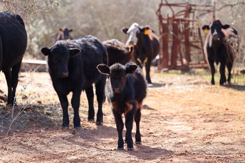 1895 County Road 448, Stockdale, TX, 78160 | Card Image