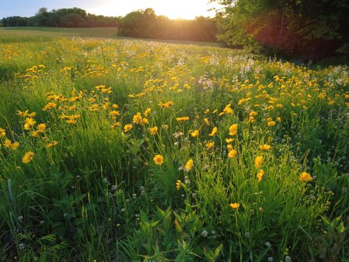 LOT 14 W Mariposa Ridge Rd, COLUMBIA, MO, 65202 | Card Image