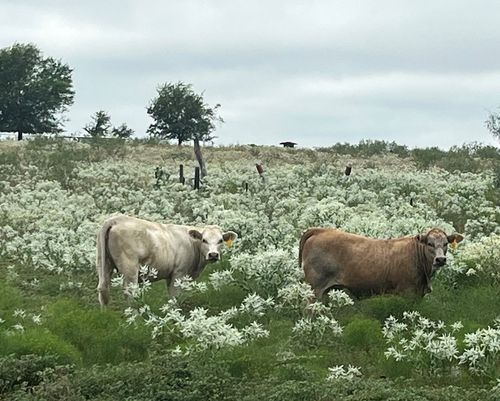 6096 Abner Rd, Terrell, TX, 75161-8179 | Card Image