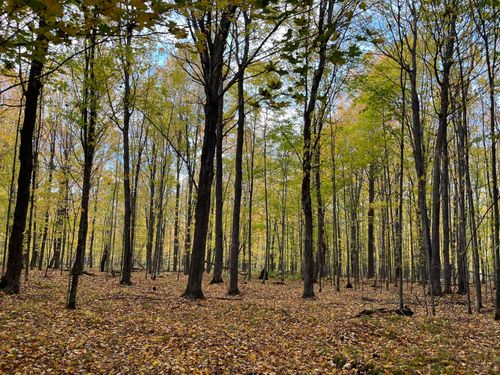 Lot 3 Porcupine Lake Rd, Tipler Town, WI, 54142 | Card Image