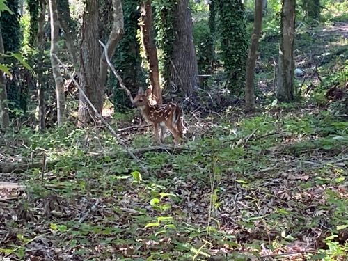 1 E Mcgee St, Honea Path, SC, 29654 | Card Image