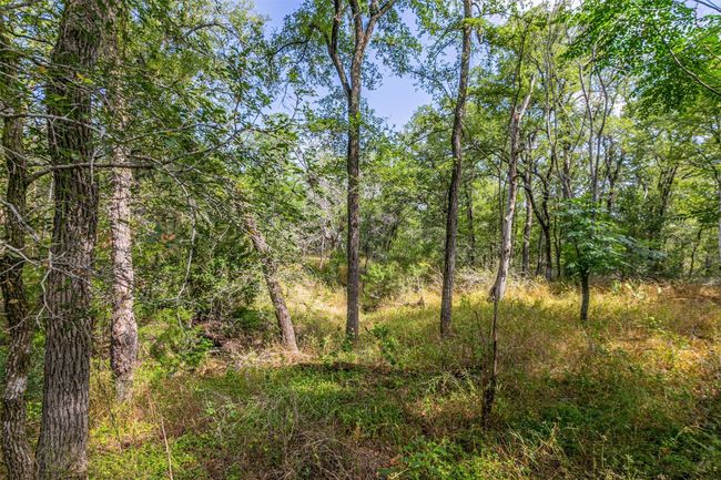 View of woods | Image 22