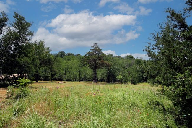 Backyard and natural area | Image 24