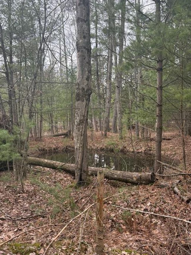 10 S Queens Hwy, Home with 0 bedrooms, 0 bathrooms and null parking in Chase MI | Image 5