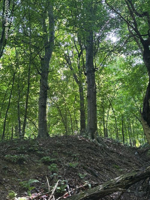 0 Gap Knob Rd, New Haven, KY, 40051 | Card Image